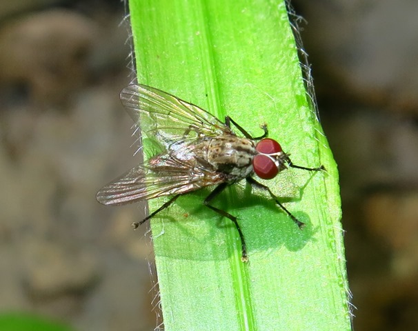 Anthomyiidae - Hylemya vagans