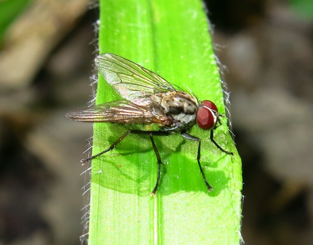 Anthomyiidae - Hylemya vagans