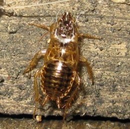 Blattellidae con 