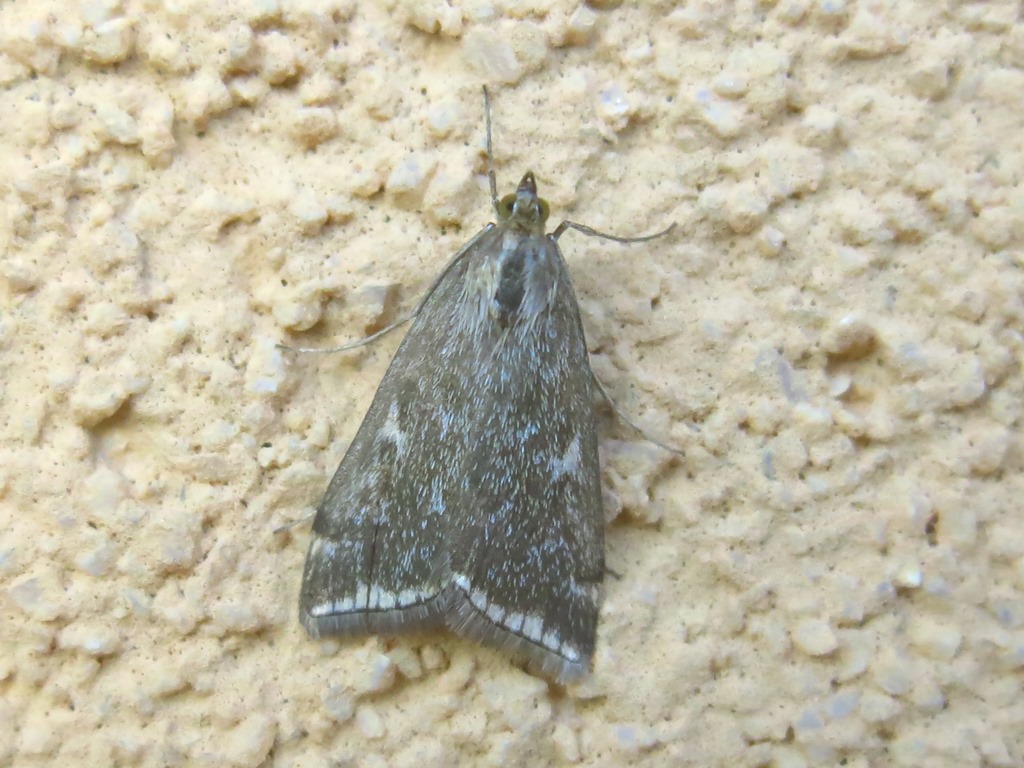 Crambidae - Loxostege sticticalis? S