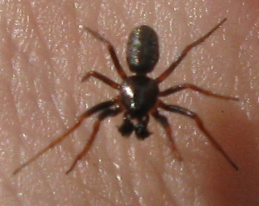 Hypsosinga sp. - Acquapendente (VT)