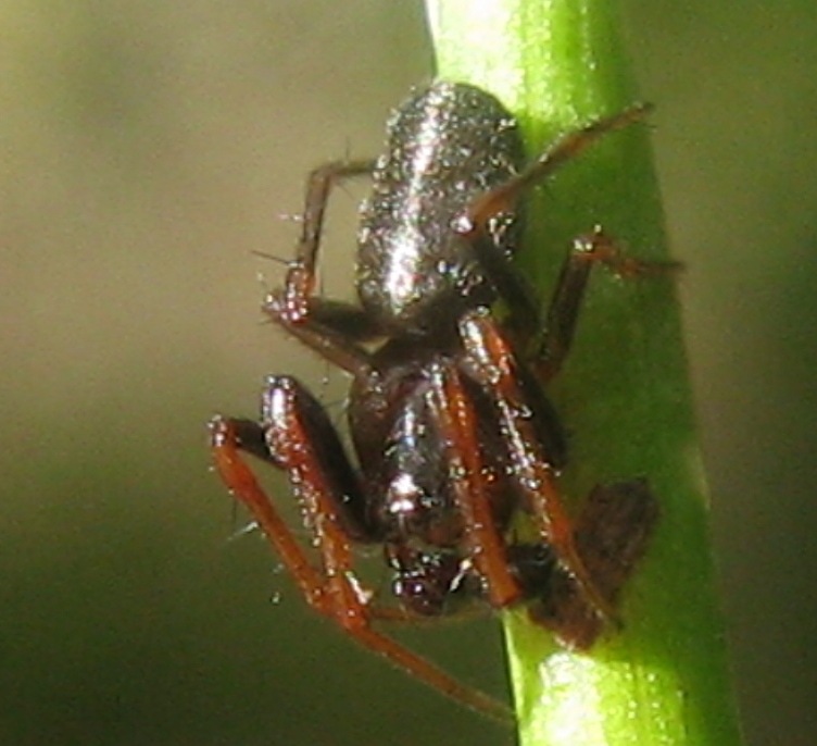 Hypsosinga sp. - Acquapendente (VT)