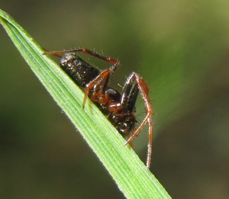 Hypsosinga sp. - Acquapendente (VT)