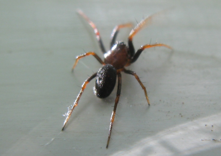Hypsosinga sp. - Acquapendente (VT)