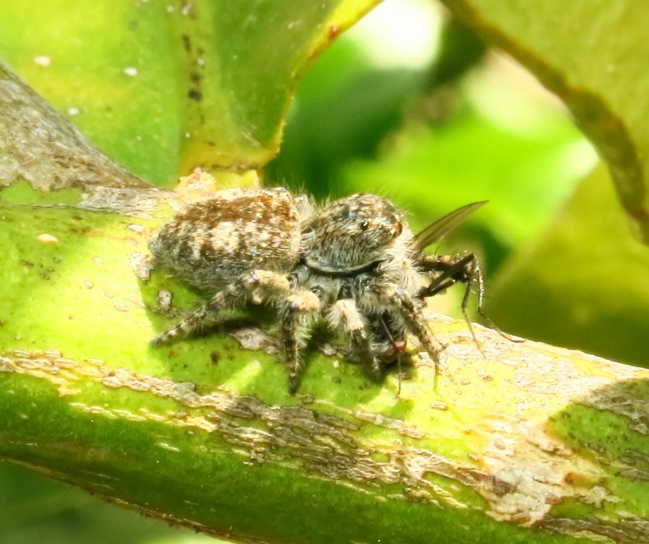 Philaeus chrysops - Acquapendente (VT)