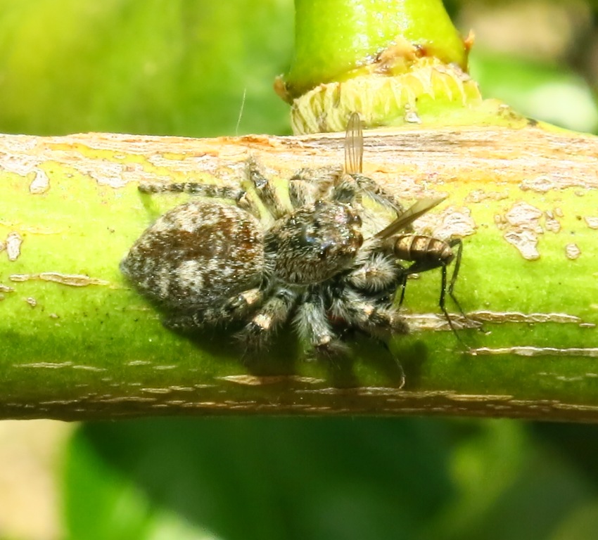 Philaeus chrysops - Acquapendente (VT)