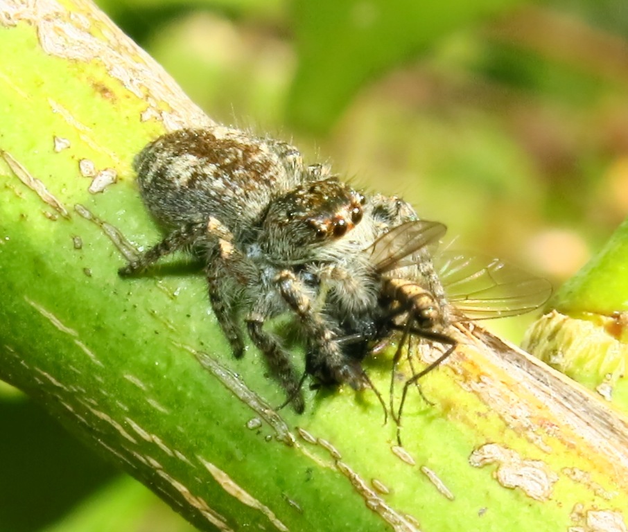 Philaeus chrysops - Acquapendente (VT)