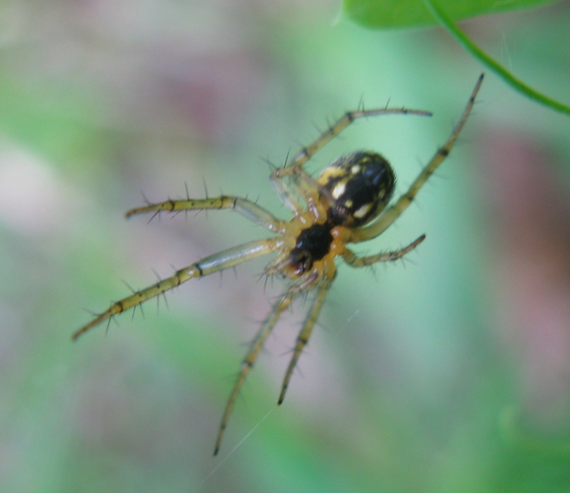 Mangora acalypha - Acquapendente (VT)