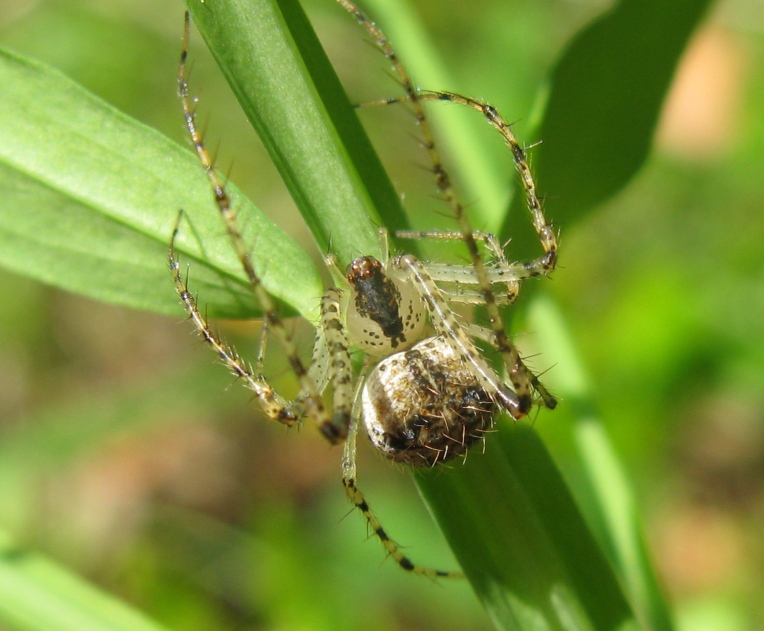 Mimetus laevigatus - Acquapendente (VT)