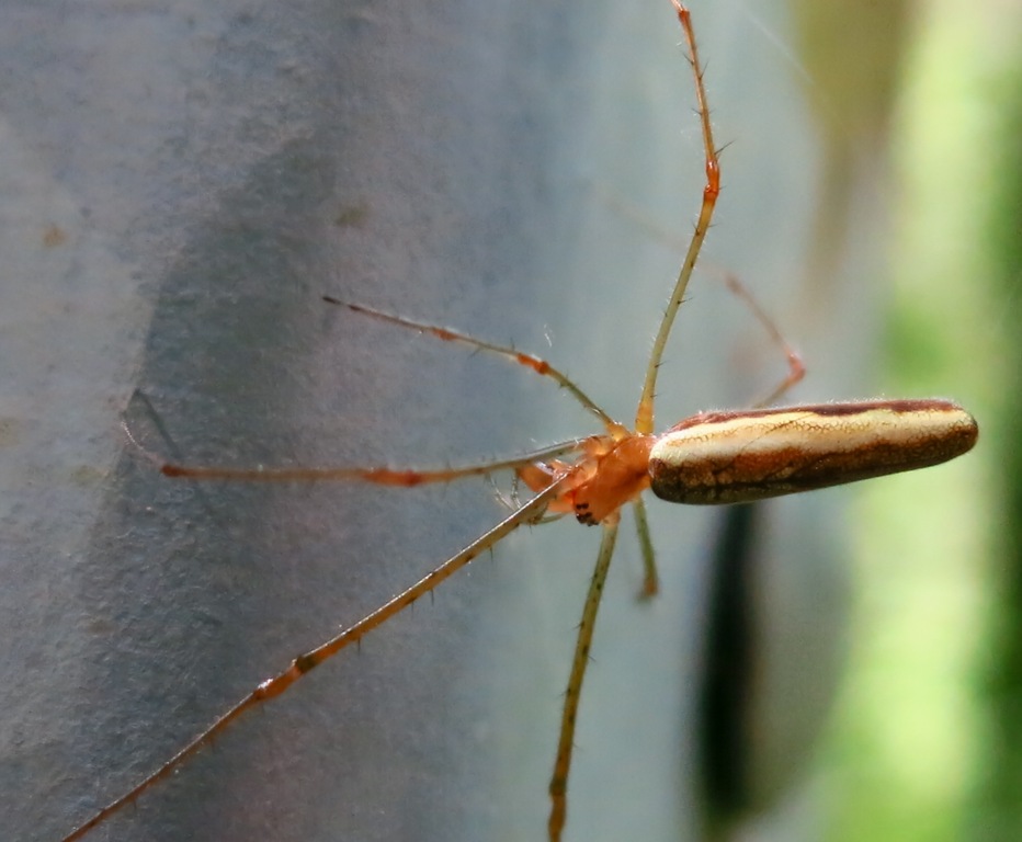Tetragnatha sp. - Acquapendente (VT)