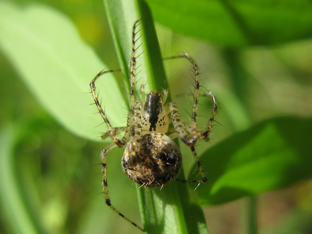 Mimetus laevigatus - Acquapendente (VT)