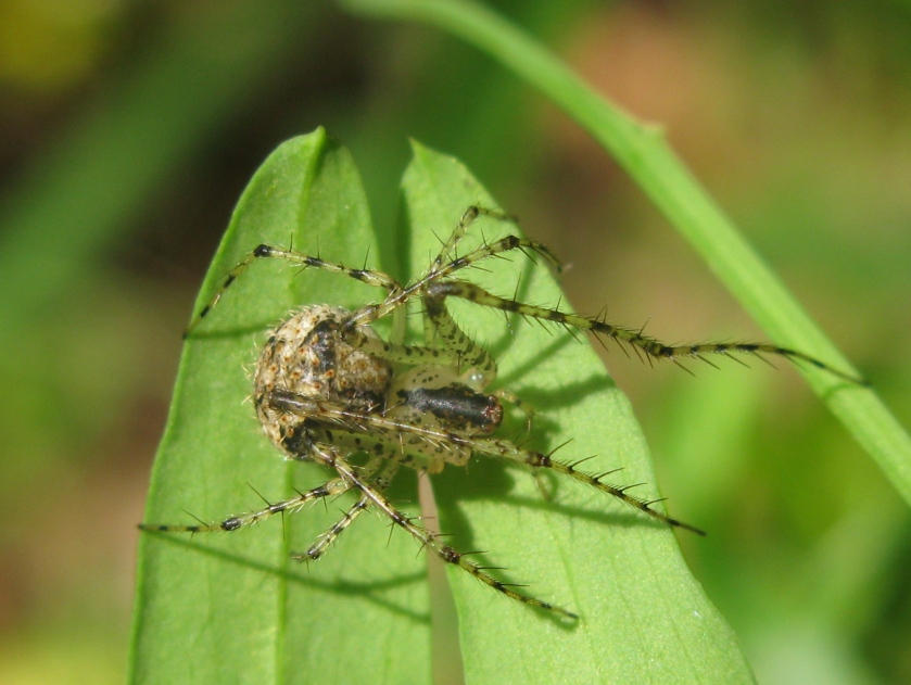 Mimetus laevigatus - Acquapendente (VT)