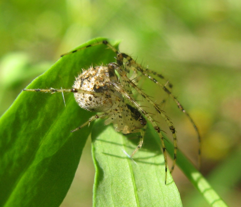 Mimetus laevigatus - Acquapendente (VT)