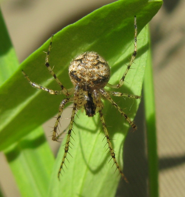 Mimetus laevigatus - Acquapendente (VT)