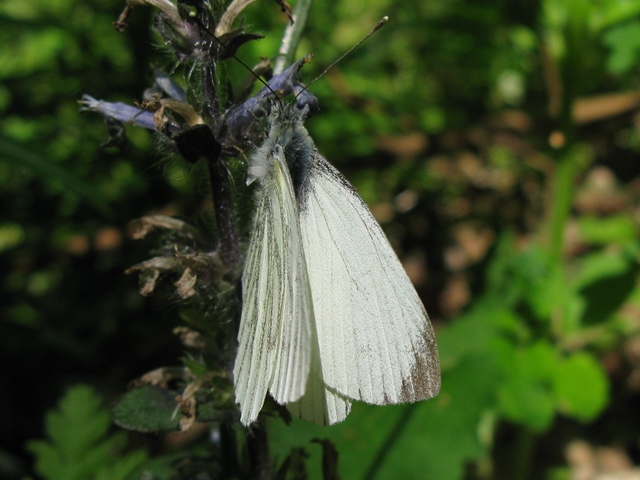 Pieride da determinare - Pieris napi