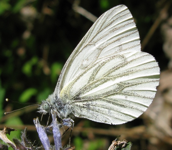 Pieride da determinare - Pieris napi