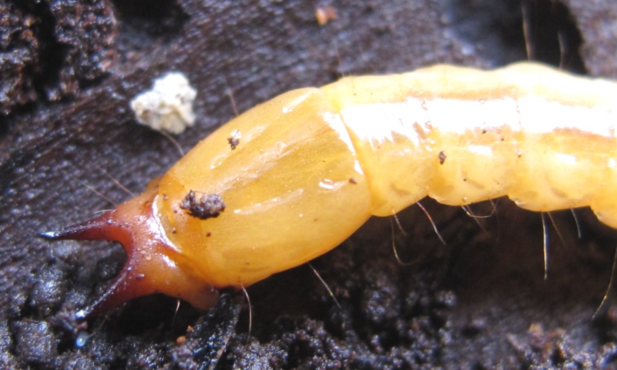 Pyrochroidae larva di? P. coccinea