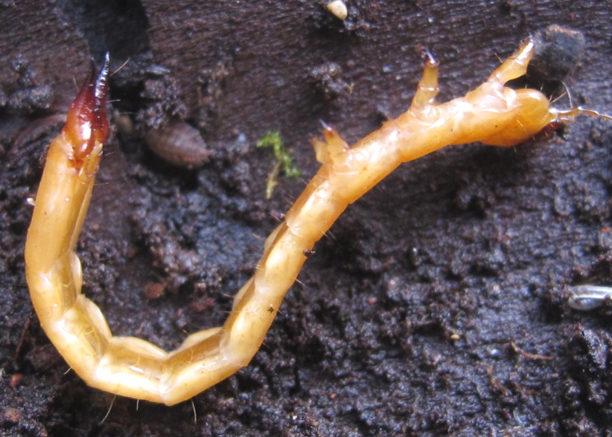 Pyrochroidae larva di? P. coccinea