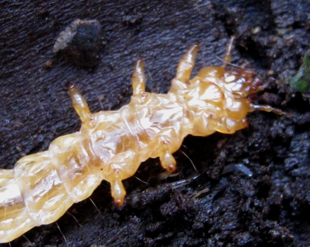 Pyrochroidae larva di? P. coccinea