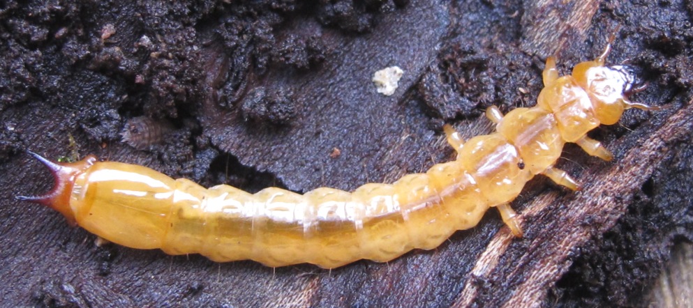 Pyrochroidae larva di? P. coccinea