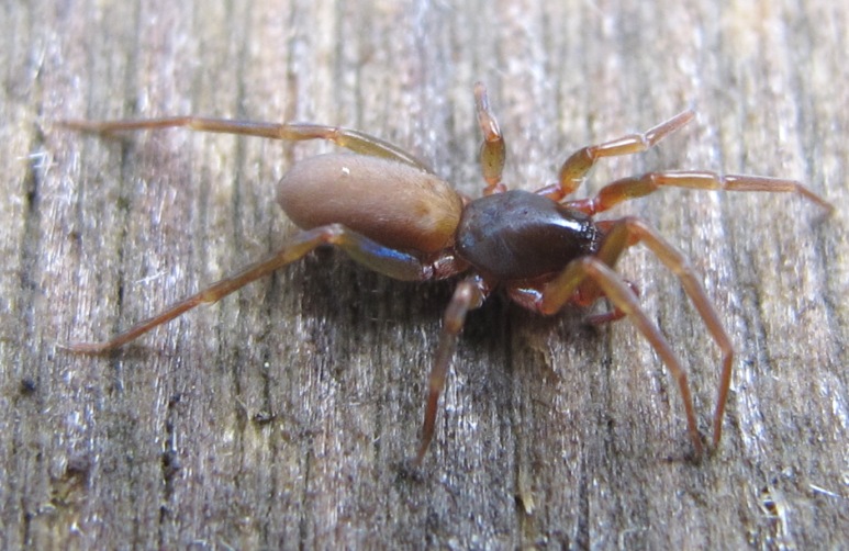 Harpactea sp. - Acquapendente (VT)