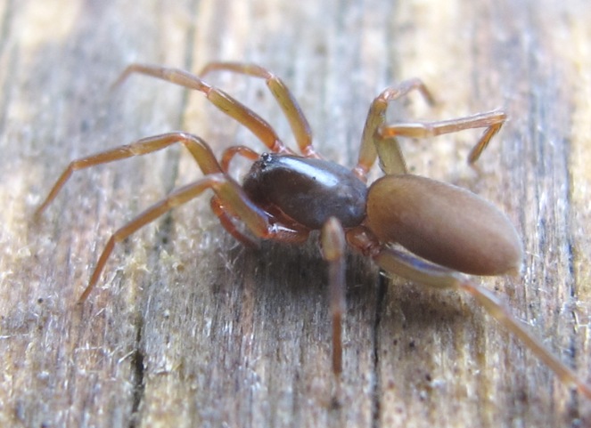 Harpactea sp. - Acquapendente (VT)