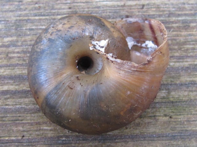 gastropoda da determinare?