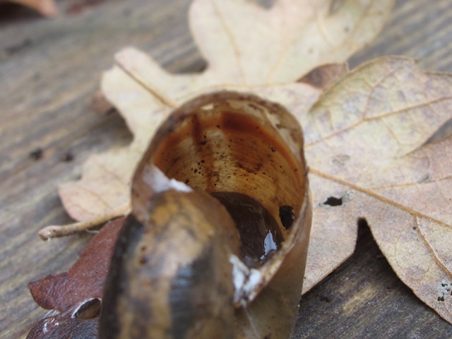 gastropoda da determinare?