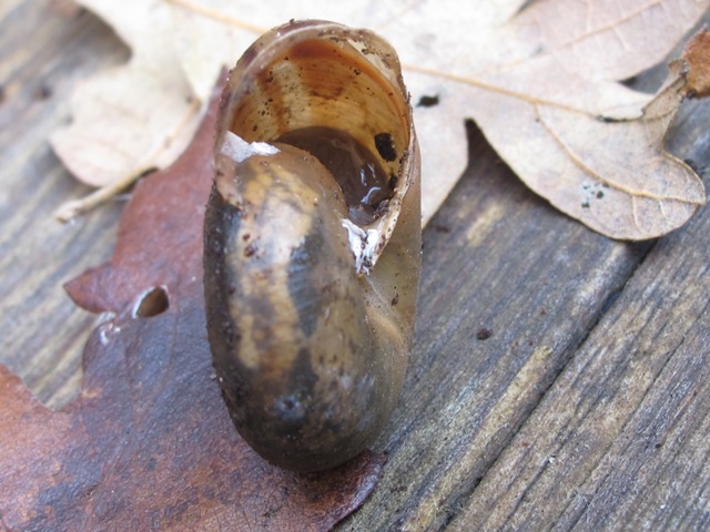 gastropoda da determinare?