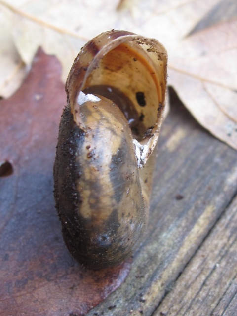 gastropoda da determinare?