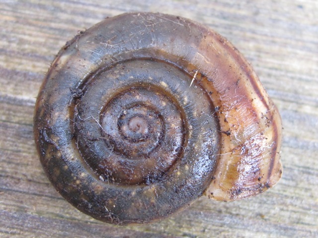 gastropoda da determinare?