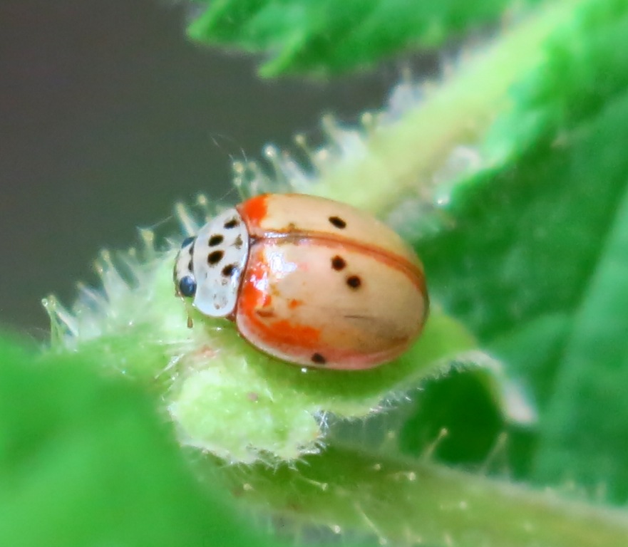 Adalia decempunctata