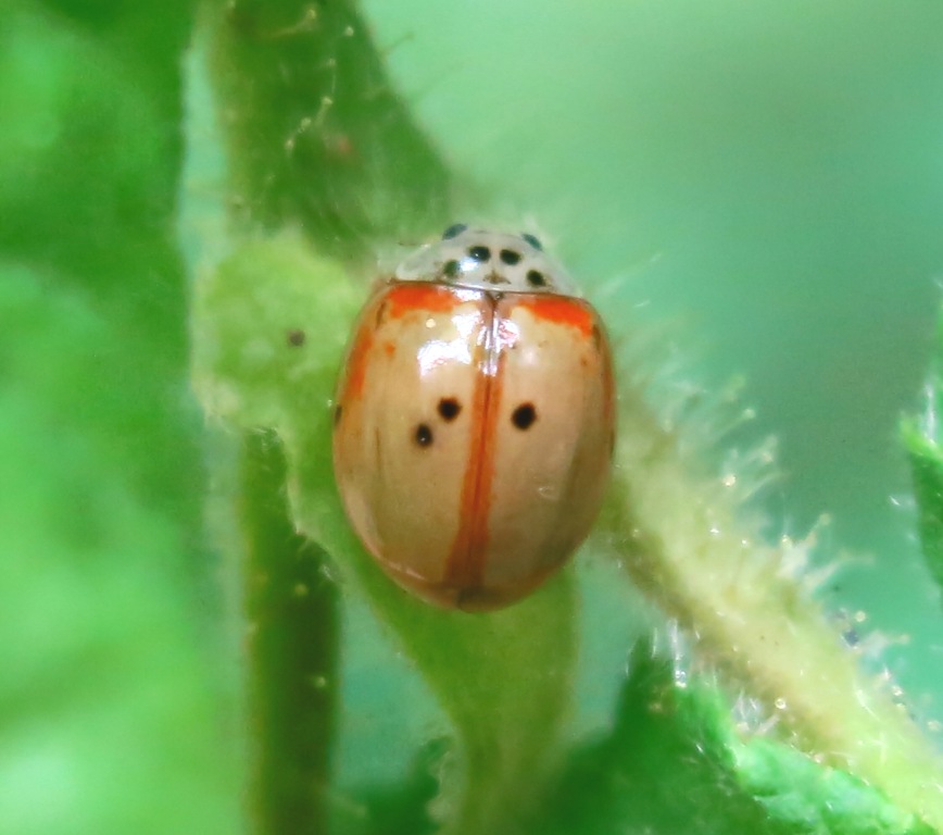 Adalia decempunctata