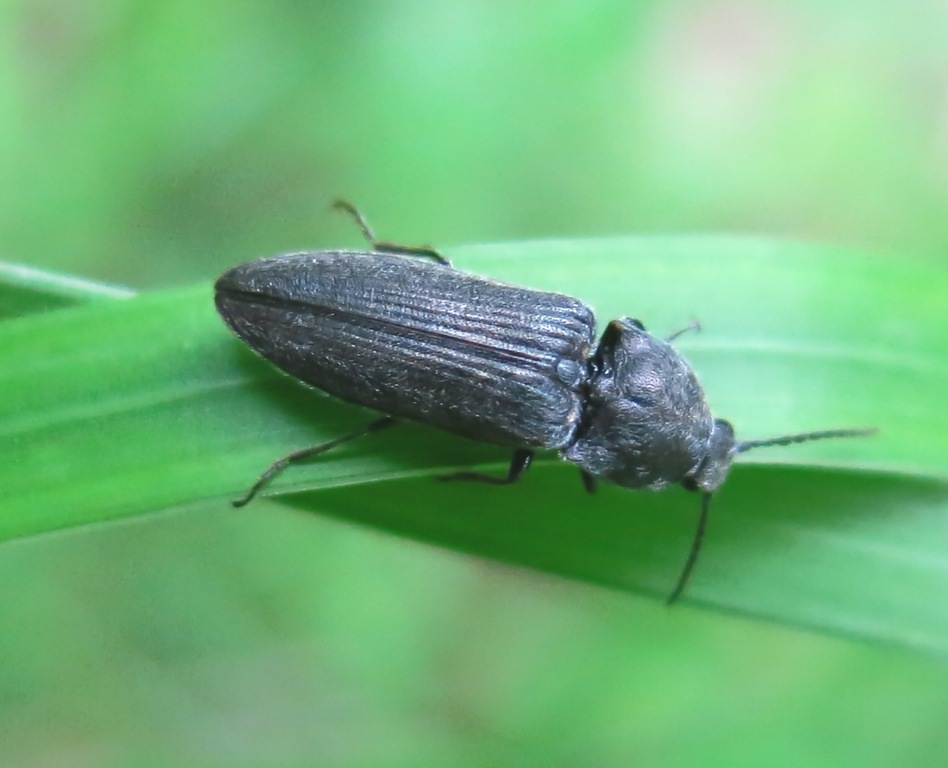 Cidnopus cfr. pilosus, Elateridae