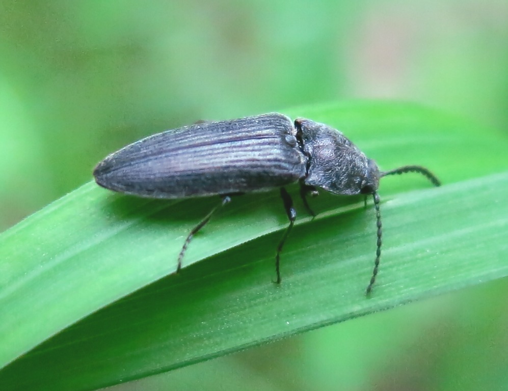 Cidnopus cfr. pilosus, Elateridae