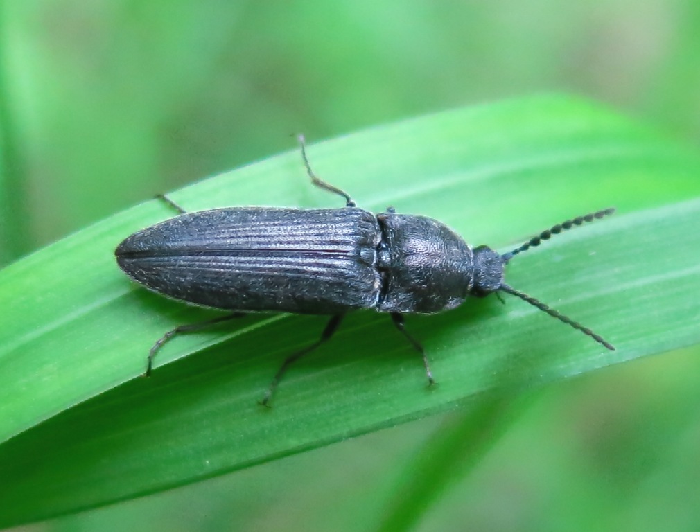 Cidnopus cfr. pilosus, Elateridae