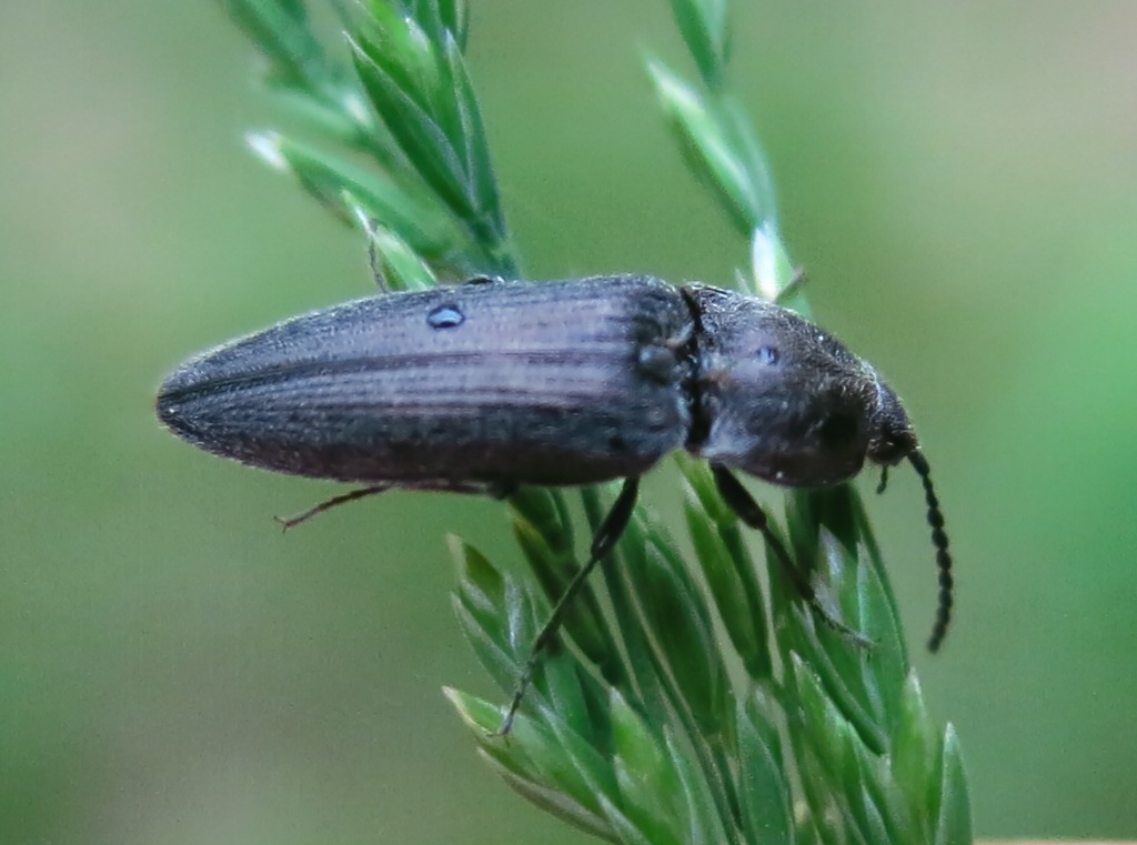 Cidnopus cfr. pilosus, Elateridae