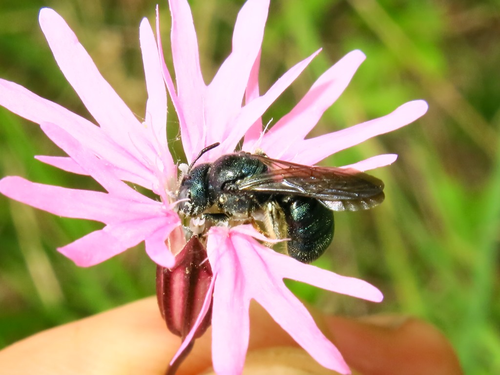 Apidae: Ceratina sp.