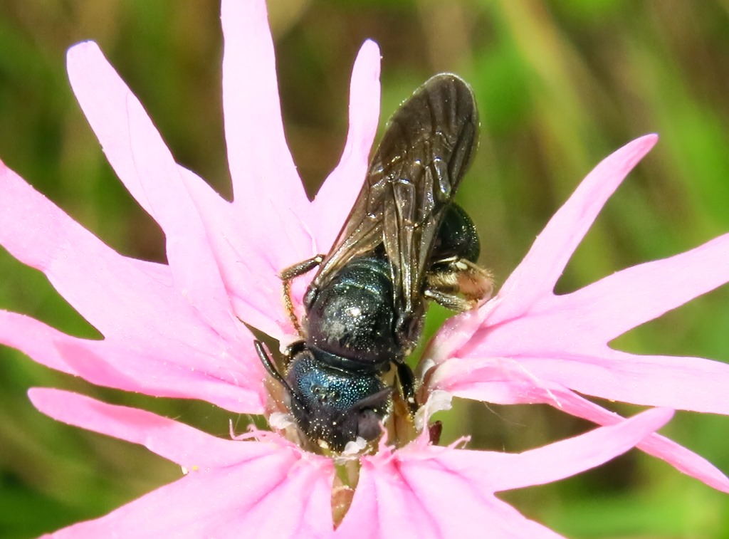 Apidae: Ceratina sp.
