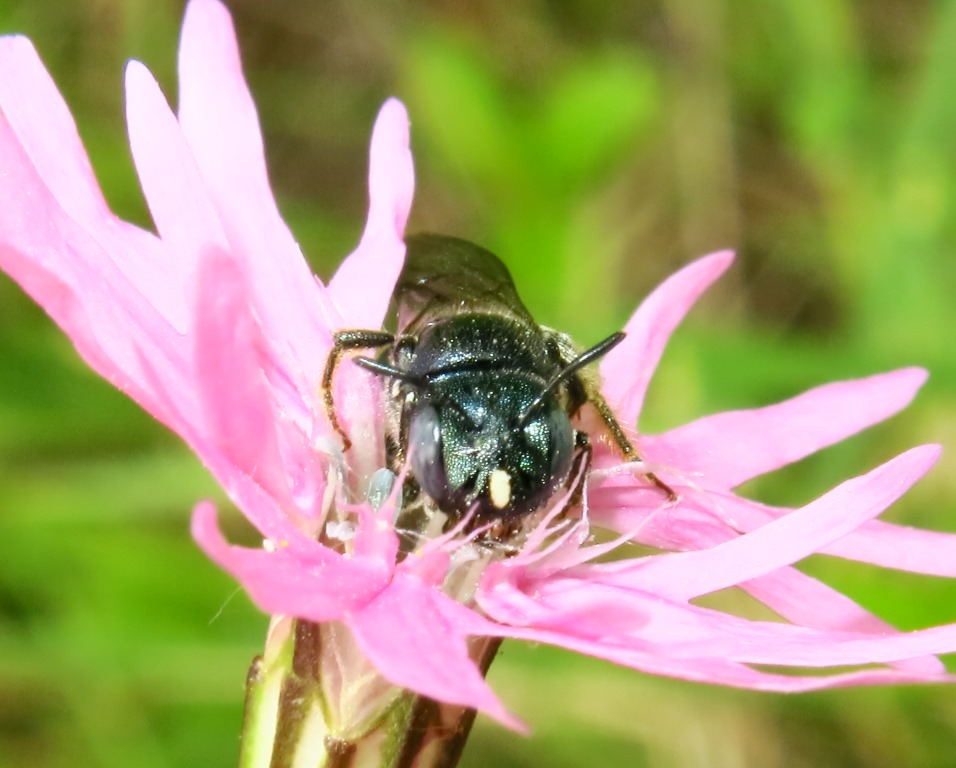 Apidae: Ceratina sp.