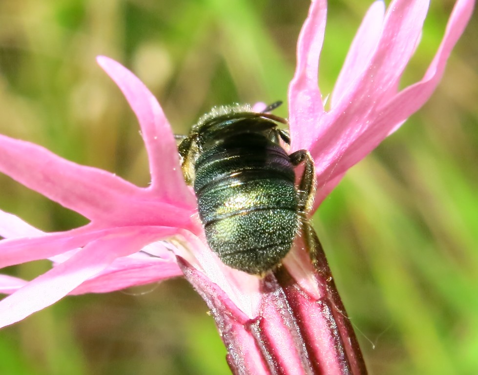 Apidae: Ceratina sp.