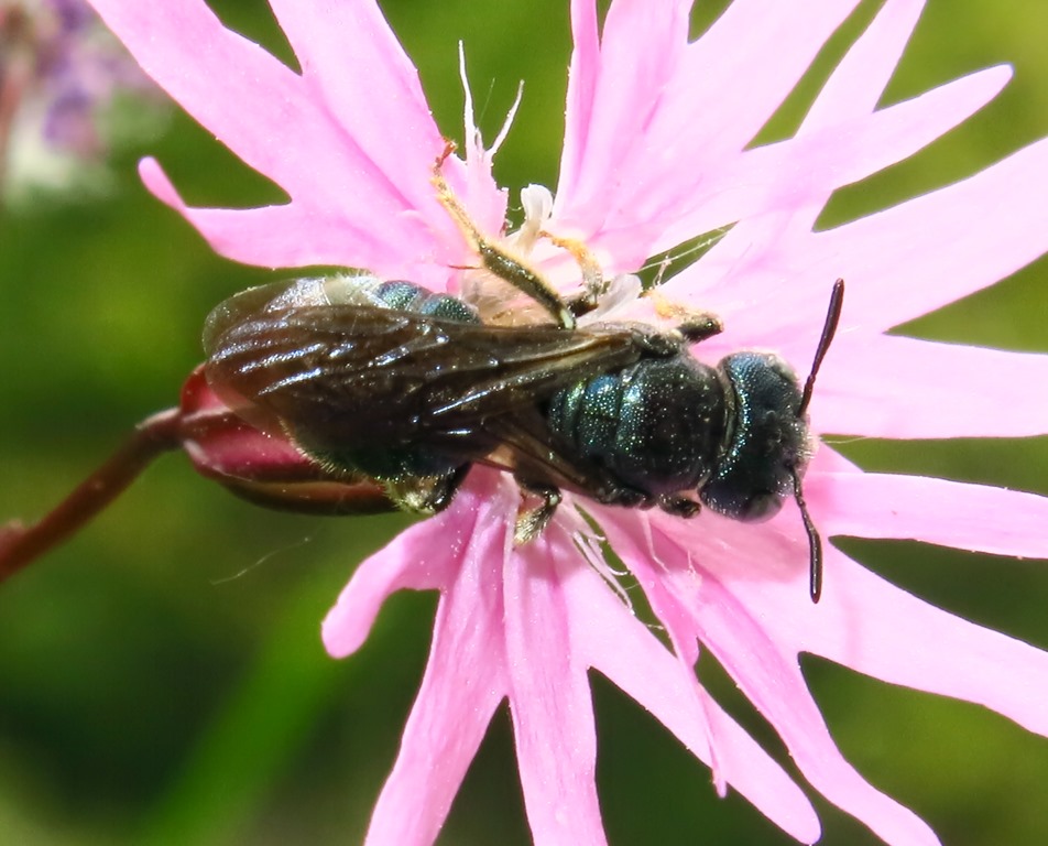 Apidae: Ceratina sp.