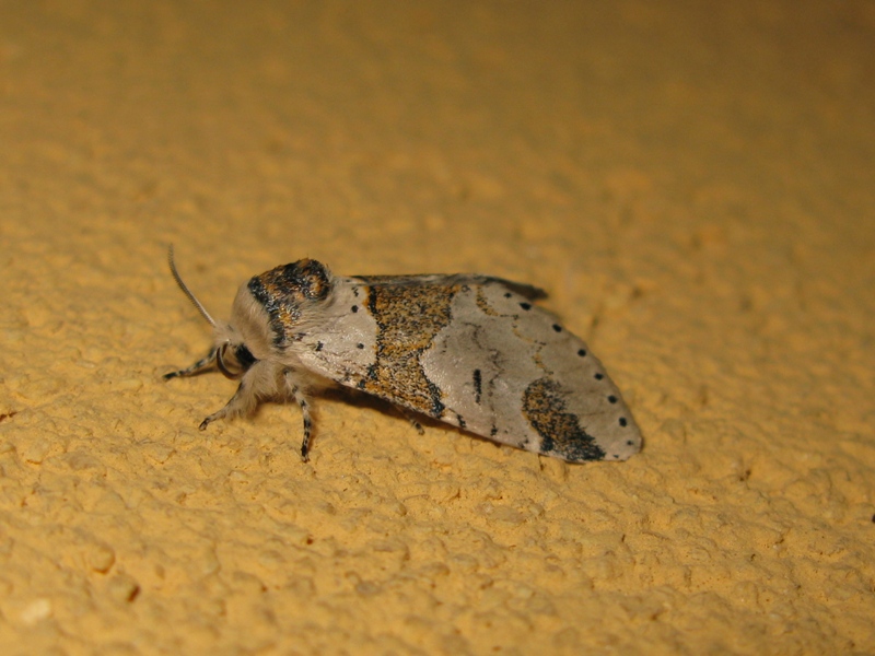 Furcula da identificare?