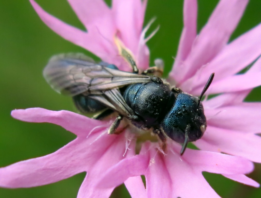 Apidae: Ceratina sp.