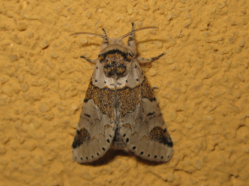 Furcula da identificare?