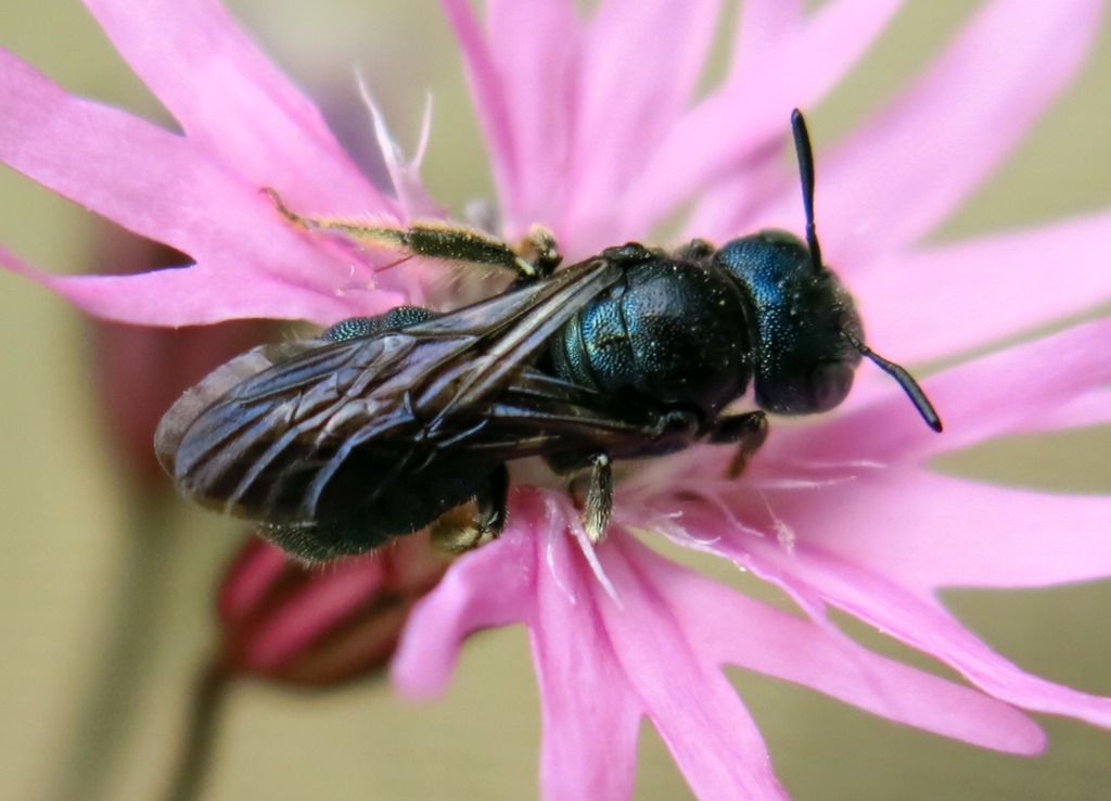 Apidae: Ceratina sp.