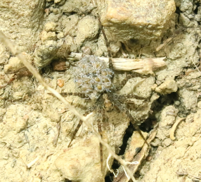 Pardosa sp. - Acquapendente (VT)