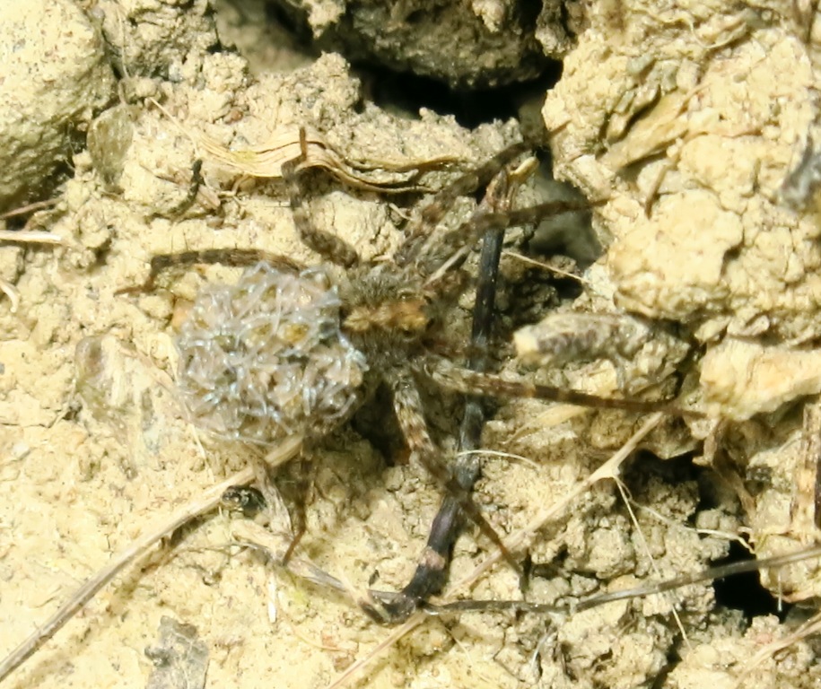 Pardosa sp. - Acquapendente (VT)