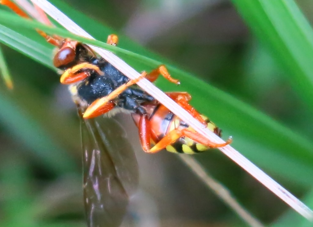 Nomada cfr fucata, femmina   (Apidae)