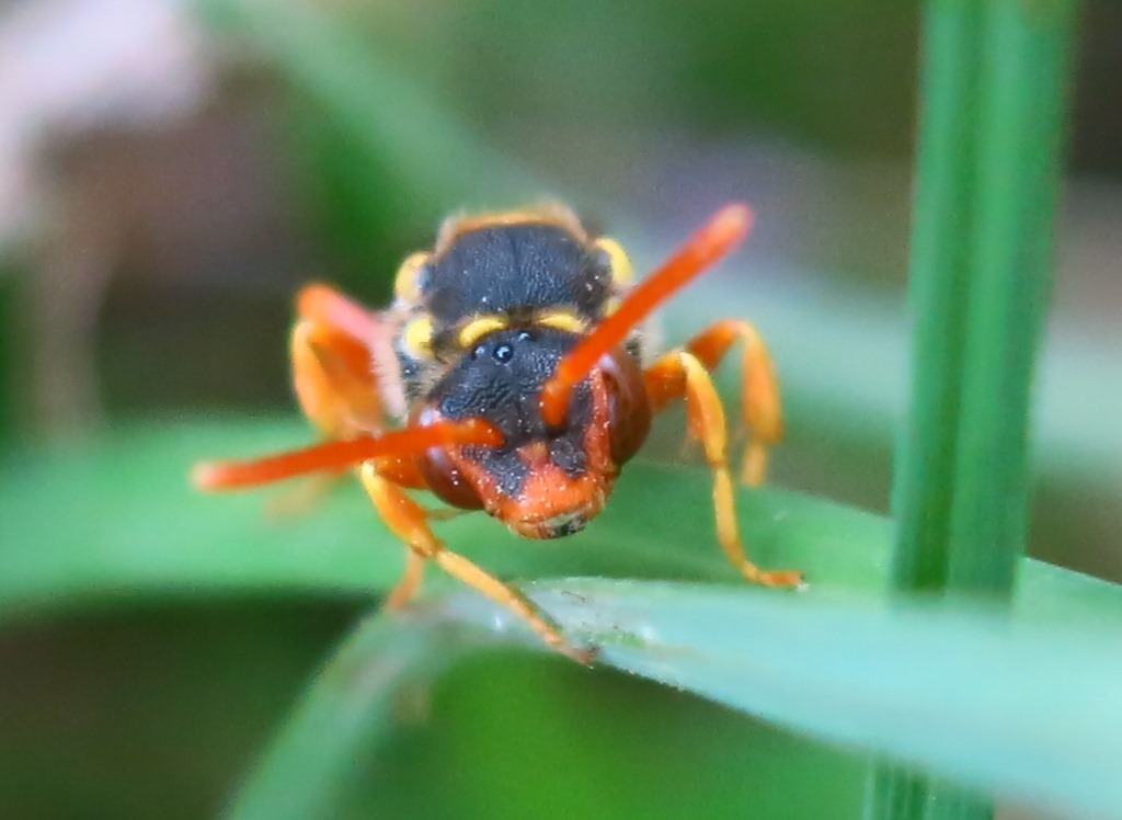 Nomada cfr fucata, femmina   (Apidae)